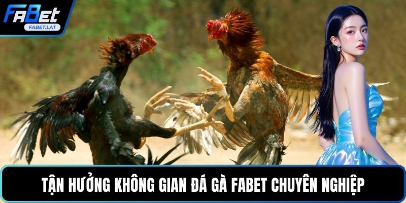 Tận hưởng không gian đá gà FABET chuyên nghiệp